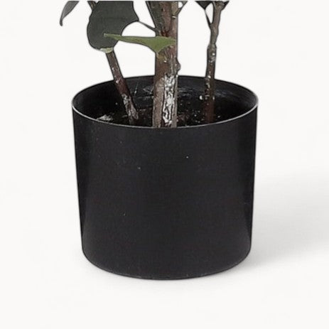 Eucalyptus Kunstplant 150 cm-zoom-