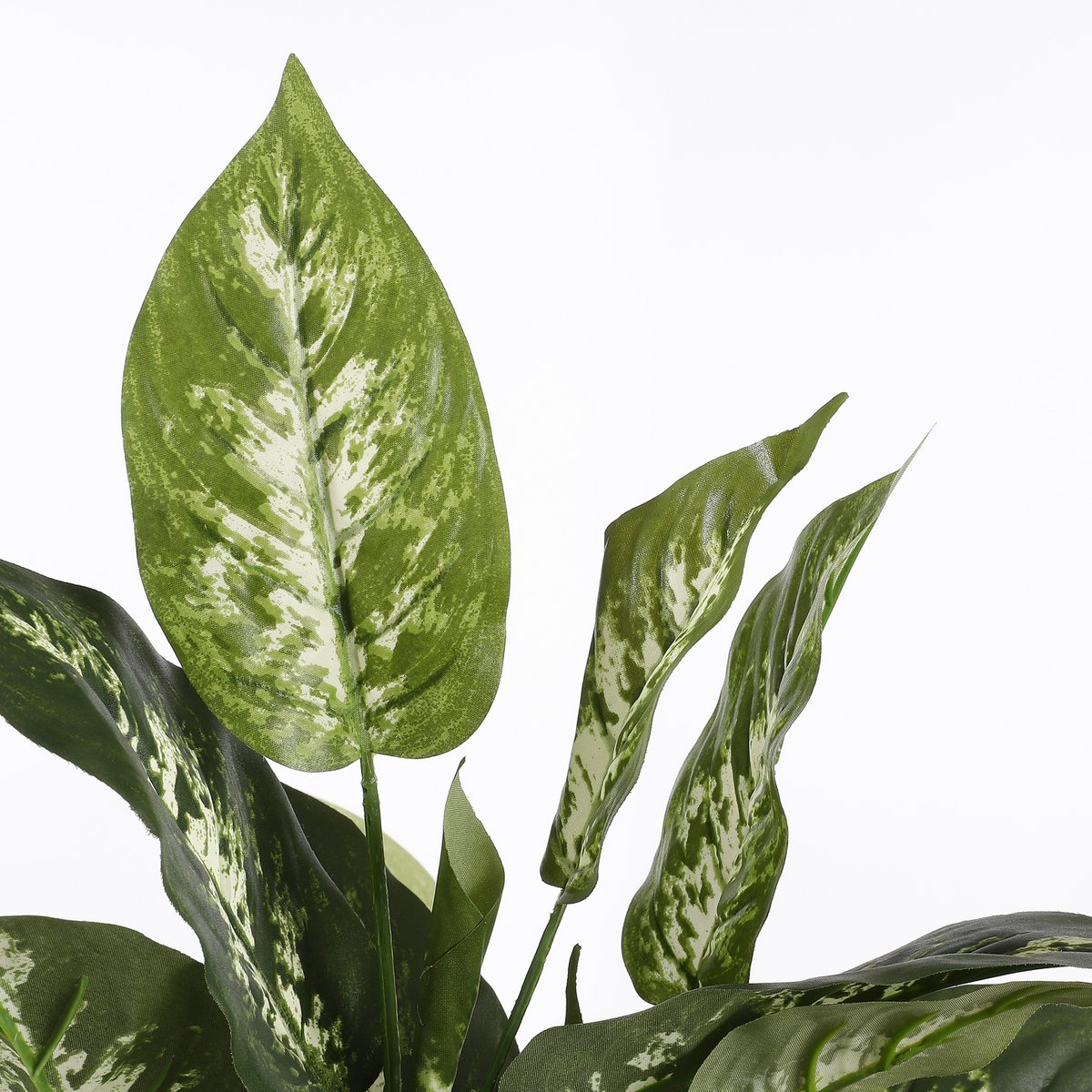 Dieffenbachia 70 cm (in bloempot)