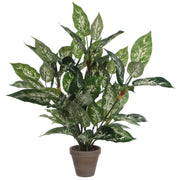 Dieffenbachia 70 cm (in bloempot)