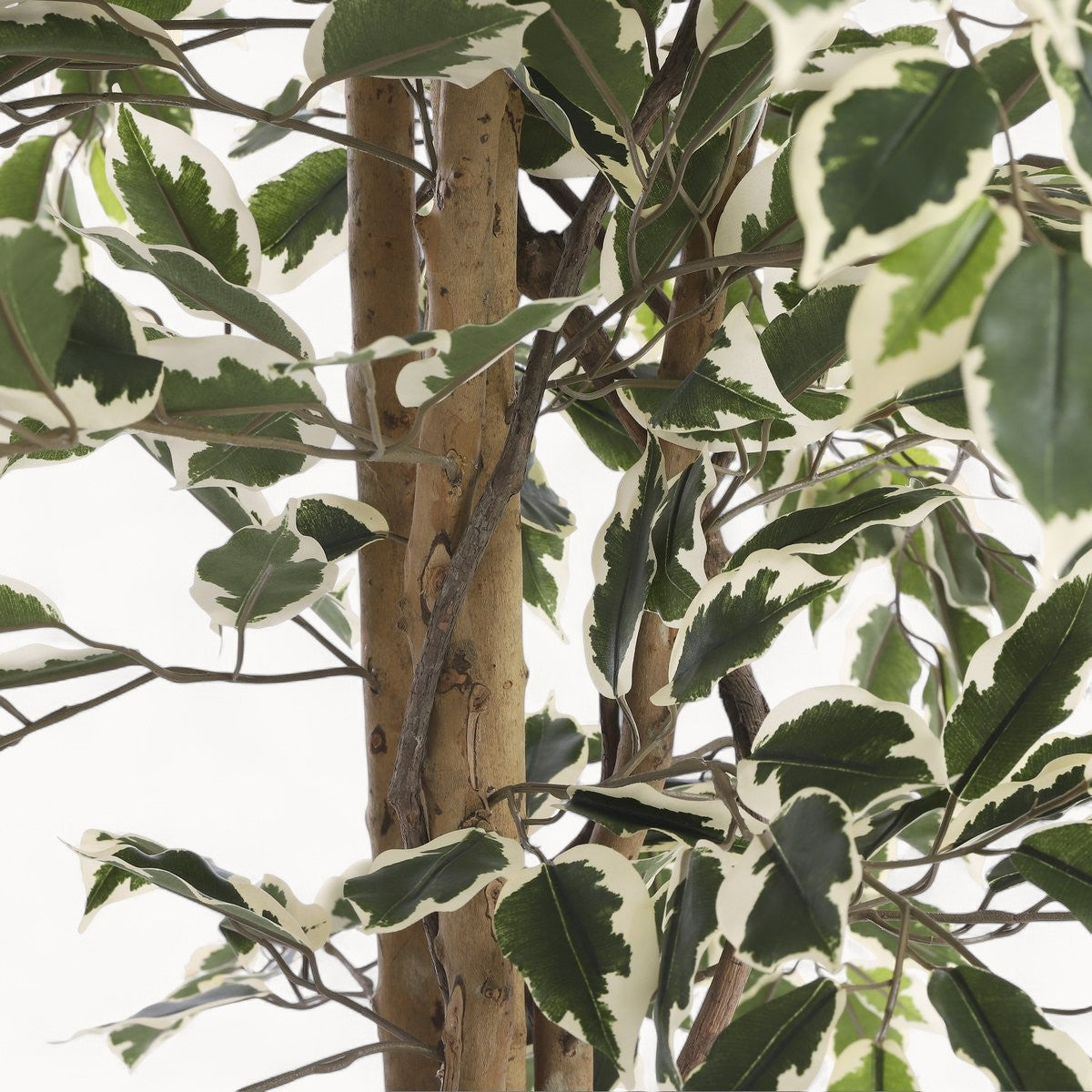 Ficus Kunstplant 180 cm