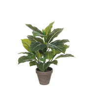 Kunstplant Evergreen 49 cm (in bloempot)