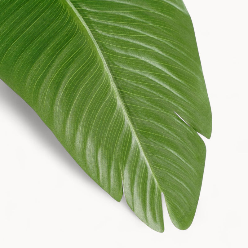 Bananenboom Kunstplant 180 cm-zoom-